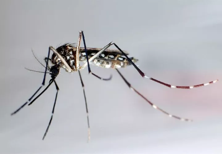Una persona que tiene el virus del Zika puede transmitirlo a sus parejas sexuales por vía sexual, incluso si no presenta síntomas.  /  Foto: EFE