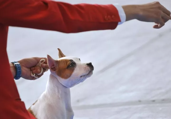Los perros, al igual que las personas, usan el hemisferio izquierdo para procesar las palabras, y una el derecho para identificar la entonación con que se dicen.  /  Foto: EFE