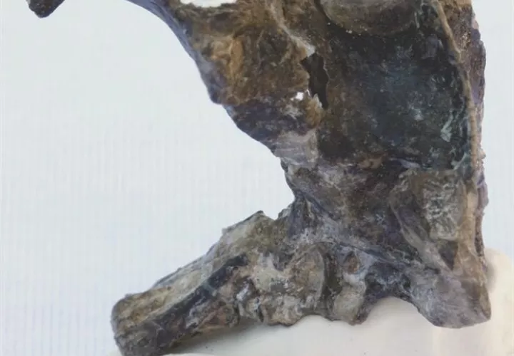 Fotografía cedida por el Consejo Nacional de Investigaciones Científicas y Técnicas de Argentina, del lateral del cráneo perteneciente a los restos fósiles de un reptil volador del período Jurásico hallados en la Patagonia argentina. EFE/Consejo Nacional 
