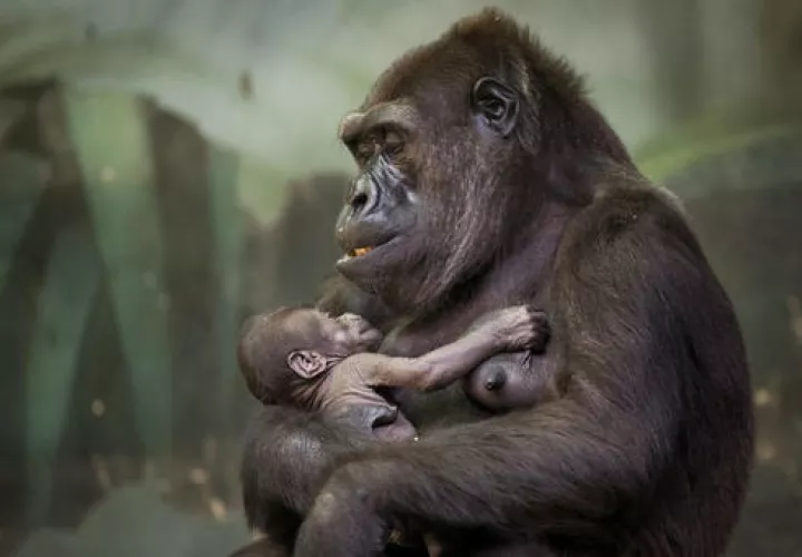 La posición del gorila oriental en la Lista Roja de Especies en Peligro de esa organización ha emperorado.  /  Foto: AP