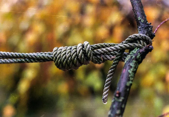 Foto: Ilustrativa - Pixabay