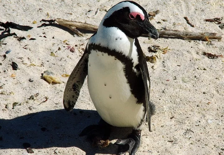 El pingüino de Humboldt es una especie no voladora que habita en la región de la corriente de Humboldt.  /  Foto: Ilustrativa - Pixabay