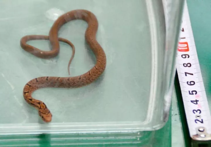 El reptil fue capturado en tren bala, en Hamamatsu, Japón central.  /  Foto: AP
