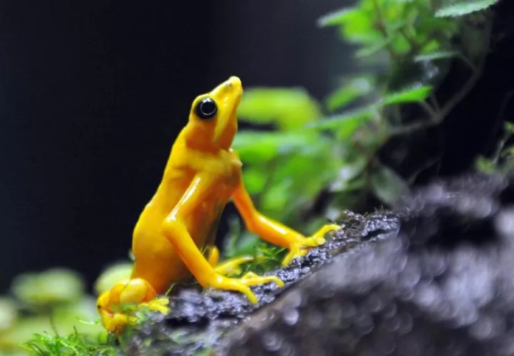 En la imagen, una Rana Dorada. Foto: EFE Archivo