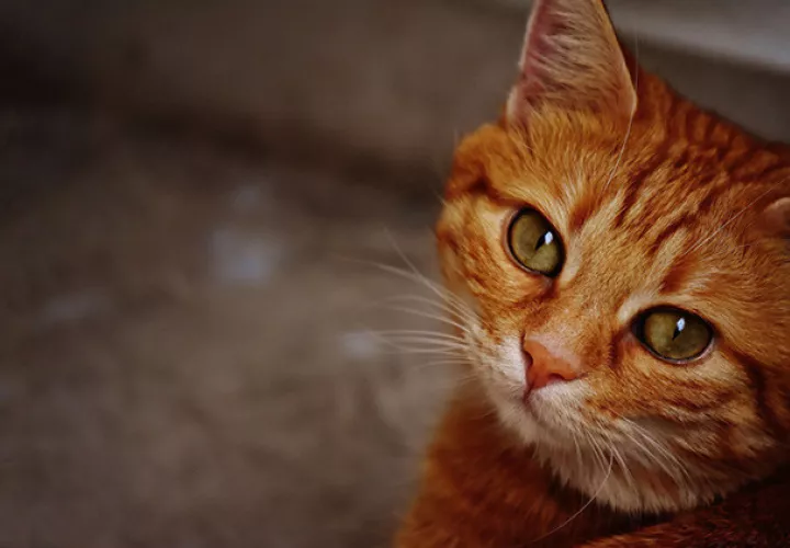 Foto: Ilustrativa - Pixabay