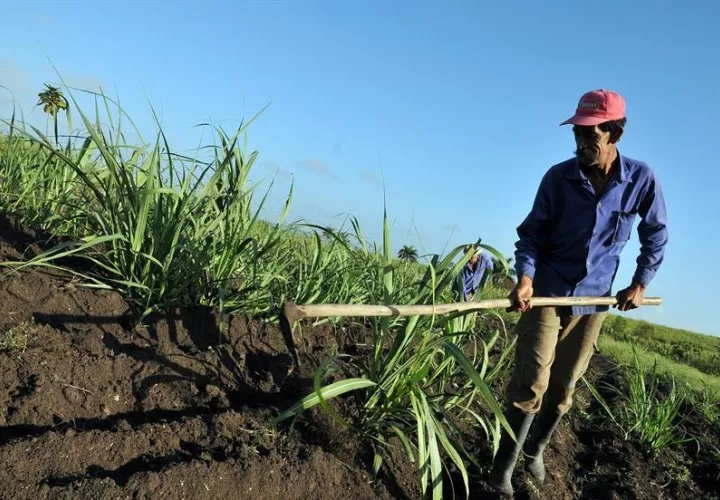 En el foro se debatirá sobre los desafíos que el cambio climático representa para la seguridad alimentaria regional, indicó la oficina regional de la Organización de las Naciones Unidas para la Alimentación y la Agricultura (FAO).  /  Foto: EFE Archivo