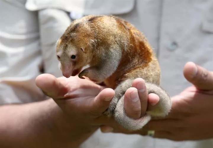 Los pigmeos del zoo de Huachipa, situado en el este de Lima, tienen una vida tan prolongada gracias a la denodada atención de sus especialistas y veterinarios.  / Foto: EFE