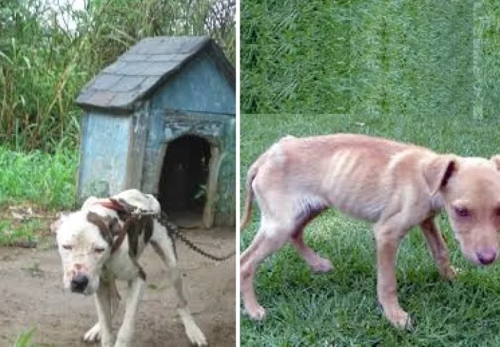 Los perros se observan visiblemente desnutridos.  /  Foto: WhatsAppCri 