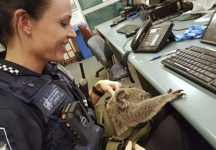 Al parecer la cría tiene unos seis meses de edad.  /  Foto: AP