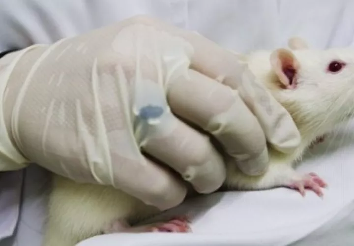 Foto Ilustrativa - Pixabay