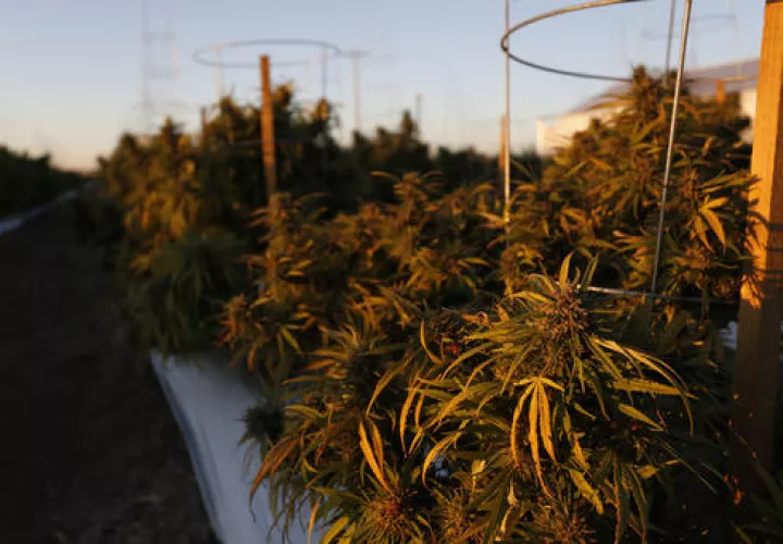 La medida de Denver entra en vigor con efecto inmediato, pero tiene muchas salvedades.  /  Foto: AP