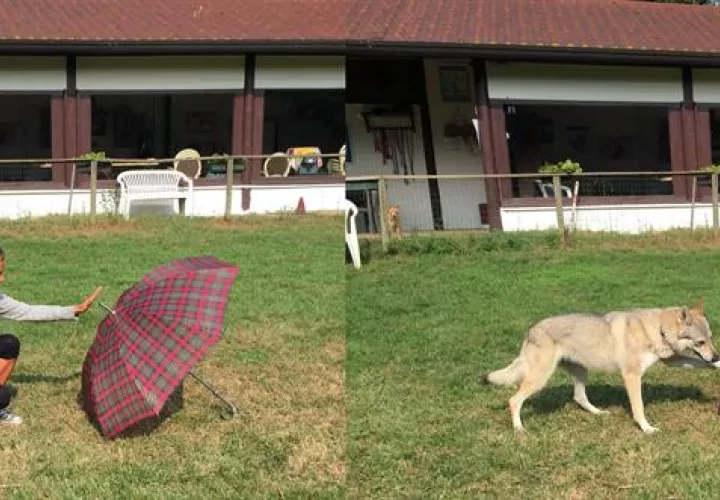 Fotográfía facilitada por la publicación Current Biology, que muestra a Claudia Fugazza, la autora del estudio, y a su perro, en unos resultados de la investigación sobre la memoria episódica de los perros.  /  Foto: EFE