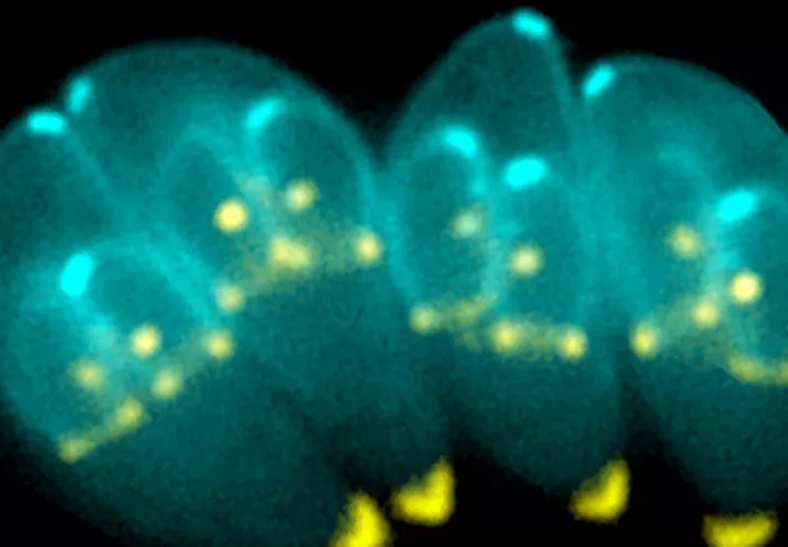 T.gondii es un parásito intracelular con un citoesqueleto probablemente especializado para la invasión de células que parasitar. En azul YFP-α-Tubulina, en amarillo mRFP-TgMORN1.