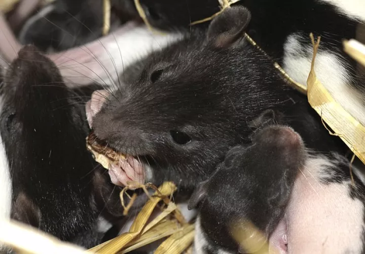 Captura de video dailymotion.com