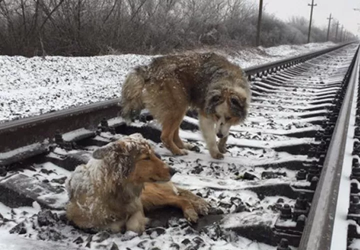 Foto: Denis Malayfiev