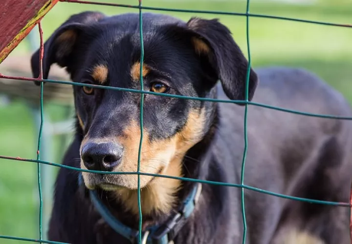 Foto Ilustrativa - Pixabay