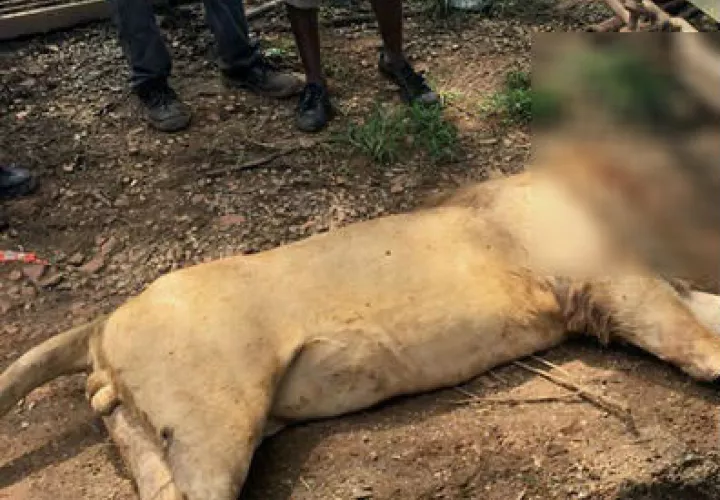  La policía rastreó la sangre hasta un camino principal, donde los cazadores tenían un vehículo que los esperaba para escapar.  /  Foto: AP