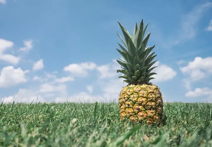 El uso de este producto derivado del tallo de la piña y desarrollado en un laboratorio israelí, comienza a abrirse camino en países de América Latina. / Foto: Ilustrativa Pixabay