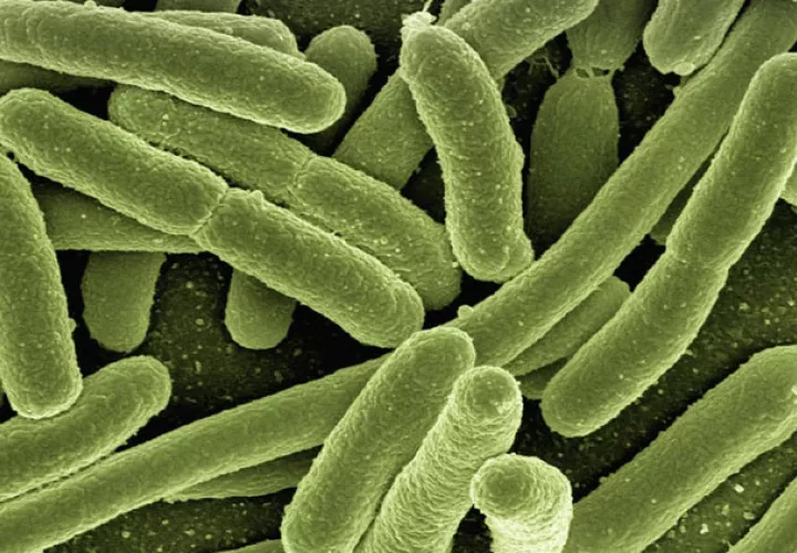 Foto Ilustrativa - Pixabay