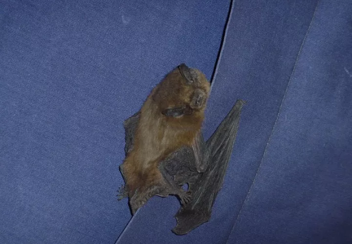 Imagen ilustrativa - Pixabay