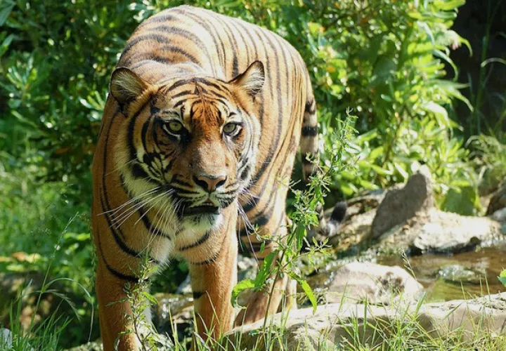 Foto Ilustrativa - Pixabay