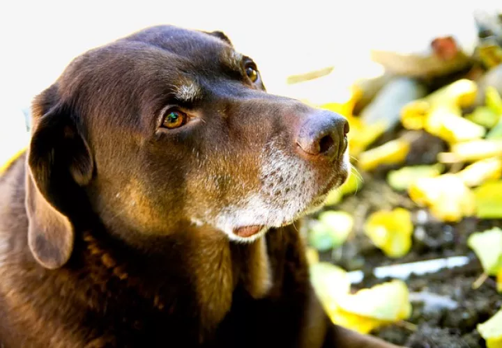 Foto Ilustrativa - Pixabay