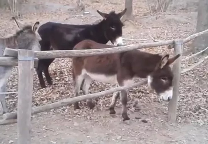 Captura de video ShitGotReal!! - LiveLeak