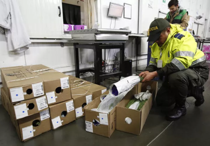 La policía de Colombia escudriña los pétalos, tallos y raíces de millones de rosas que luego serán enviadas.  /  Foto: AP