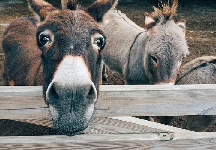 Foto Ilustrativa - Pixabay