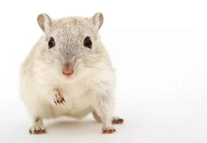 Foto Ilustrativa - Pixabay