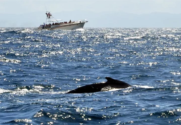 Fotografía sin fecha, cedida por el Ministerio Dominicano de Medioambiente que muestra a una una ballena en Samaná (R. Dominicana). EFE