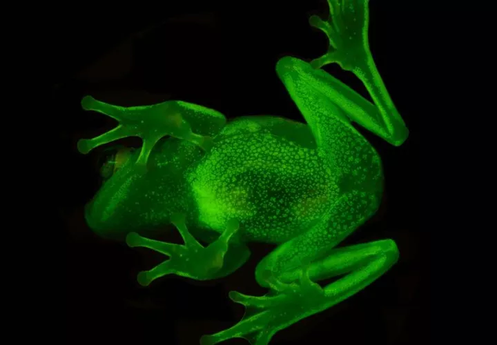 Fotografía cedida por el Museo Argentino de Ciencias Naturales "Bernardino Rivadavia" que muestra el primer anfibio fluorescente documentado. EFE/Cortesía Museo Argentino de Ciencias Naturales "Bernardino Rivadavia". EFE
