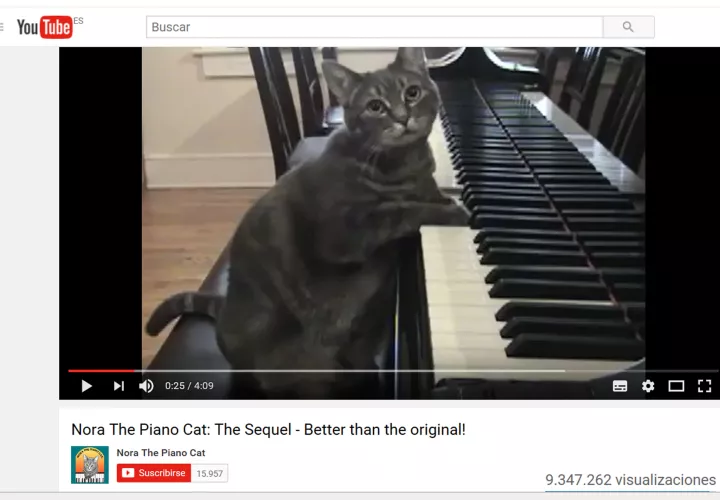 El canal de Nora, la gatita pianista, tiene miles de suscriptores. Foto: EFE.