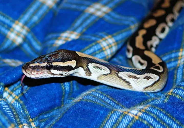 Foto Ilustrativa - Pixabay