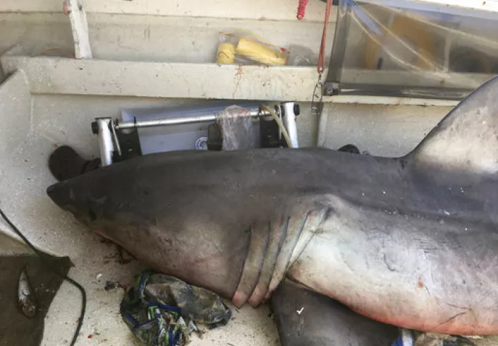El tiburón saltó hacia la borda del barco de 4,5 metros (15 pies) para evitar al tiburón y se aferró a la estructura tubular del toldo. /  Foto: AP