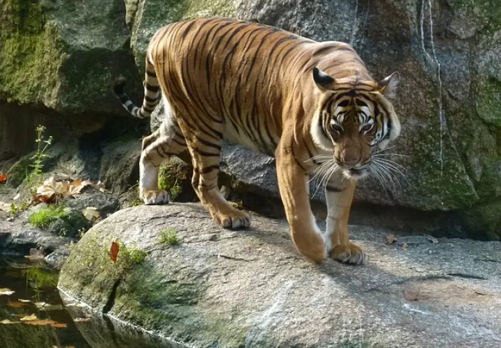 Foto Ilustrativa - Pixabay