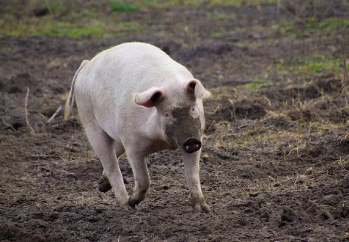 Foto Ilustrativa - Pixabay