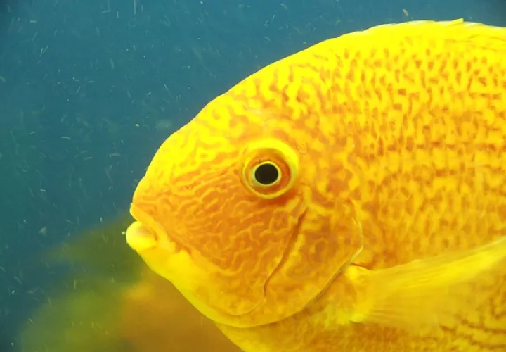 Foto Ilustrativa - Pixabay