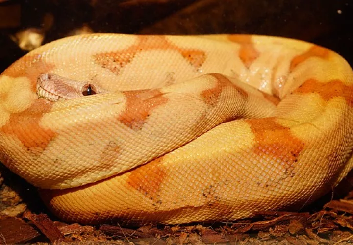 Foto Ilustrativa - Pixabay