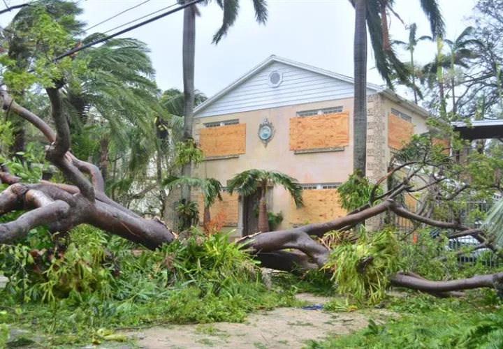Vista de un árbol caído este domingo, tras el paso del huracán Irma por Miami, Florida (Estados Unidos). EFE