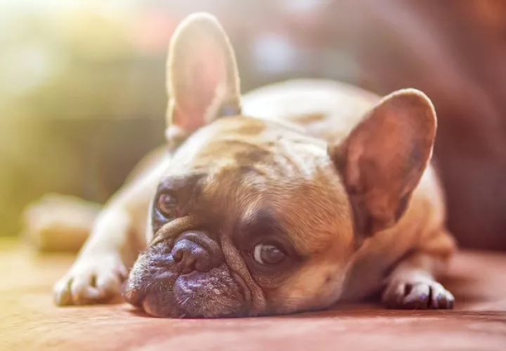 Foto Ilustrativa Pixabay