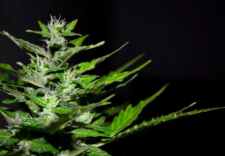 Foto Ilustrativa Pixabay