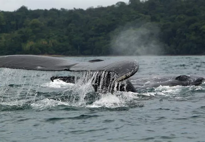 Ballenas jorobadas en el mar frente a la población de Nuquí, en el departamento de Chocó (Colombia). EFE/Archivo