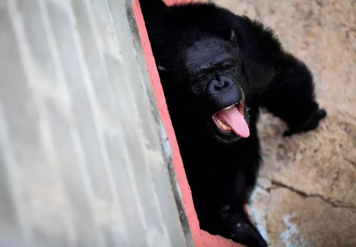 La chimpancé Samantha en el mayor santuario de chimpancés de A. Latina, en Sorocaba (Brasil). EFE/Archivo