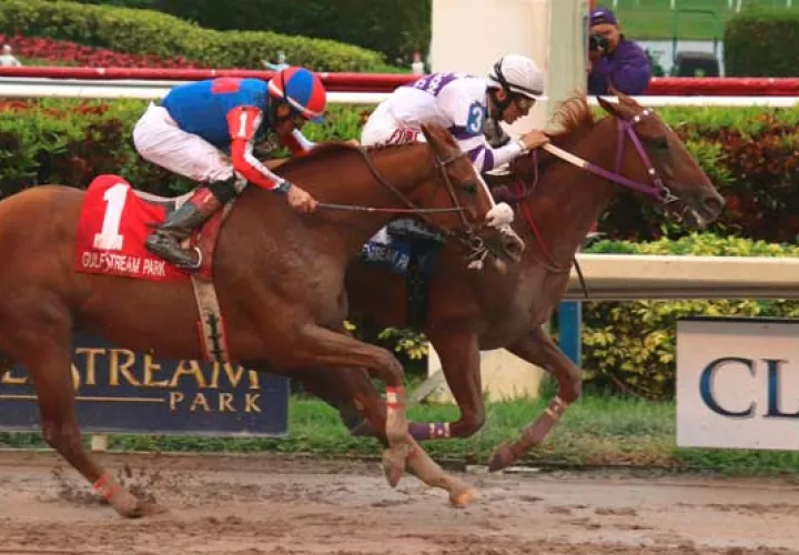 El ejemplar &#039;El Tigre Mono&quot; (adelante) cuando se impuso en la meta del Clásico Confraternidad. Foto: Cortesía
