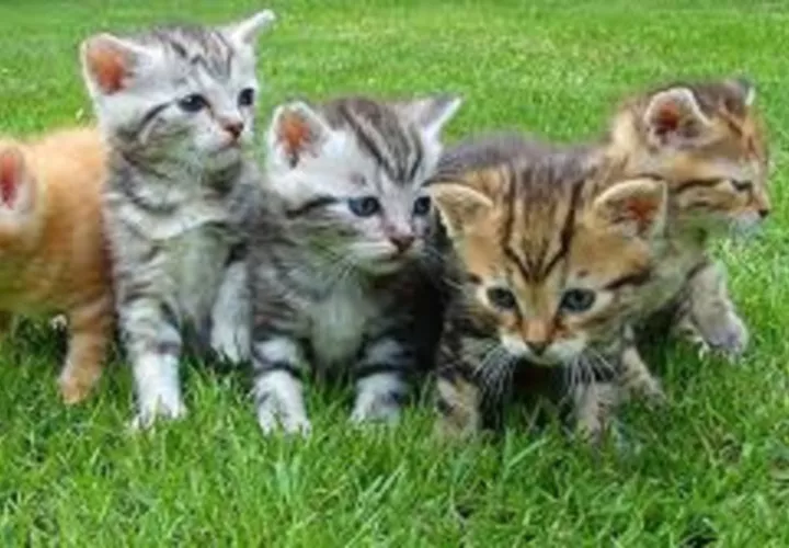 Los gatos son animales domésticos.  Foto Ilustrativa