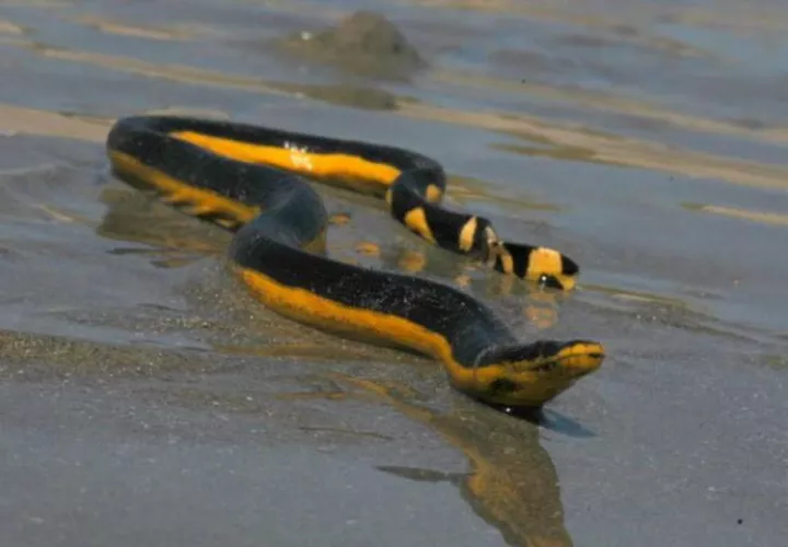 Desde el pasado sábado de Carnaval a la fecha, al menos 50 serpientes han sido avistadas en las costas, las cuales fueron retiradas por unidades del Sinaproc para seguridad de los bañistas.