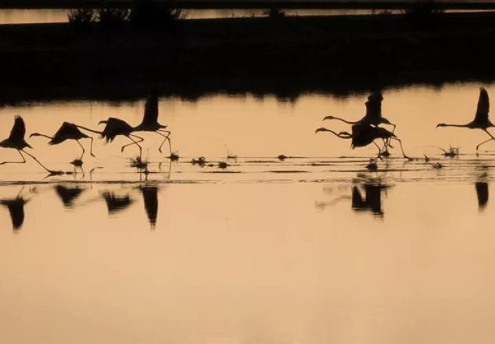 Flamencos en el paraje natural y reserva de la biosfera Marismas del Odiel de Huelva. EFE