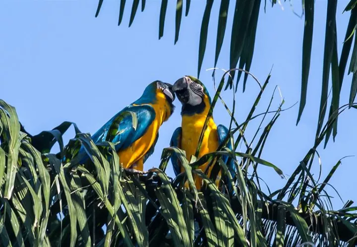 Para el estudio se realizó una observación sobre la adaptación en cautividad de dos especies -camachuelos y gorriones- y compararon la composición genética en seis zonas del cerebro. Foto: EFE Archivo