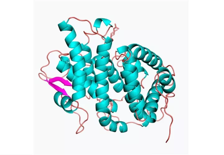 Científicos australianos revelaron la estructura de esta proteína creando una imagen tridimensional, mediante cristalografía de rayos X y equipos sofisticados, lo que permitió descubrir una estructura única que se parece a pliegues de cabello rizado. EFE